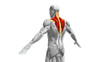 Anatomy of the Trapezius Muscles
