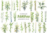Fototapeta Sypialnia - Vector watercolor painted bamboo clipart. Hand drawn design elements isolated on white background.