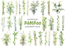 Vector Watercolor Painted Bamboo Clipart. Hand Drawn Design Elements Isolated On White Background.