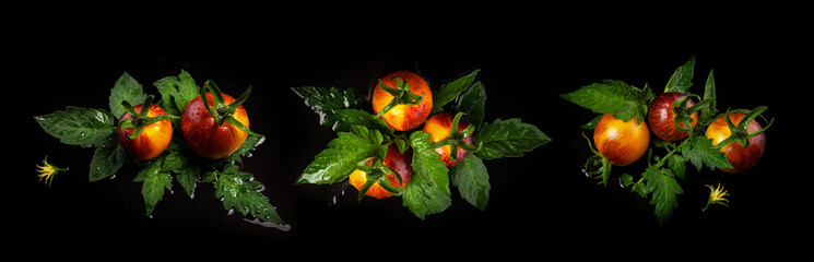 Wall Mural - Wet yellow red striped tomatoes on black wet background with water drops