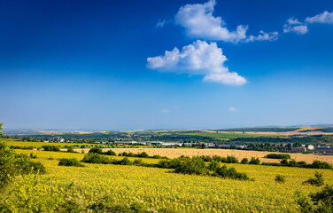 Wall Mural - Yellow agriculture fields and bright blue sky somewhere in Bulgaria