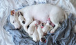 new born puppy safety sleep with mother