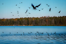 Show Me The Birds Flying Over The Lake
Generative AI