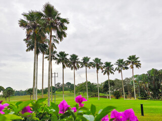 The Line-up Palm Trees on the Garden