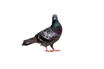 Wall Mural - Full Body Side view of pigeon bird standing isolate on transparent background, PNG file