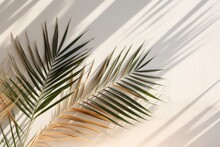 Palm Leaves On White Wall With Sunlight And Shadow