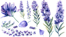 Watercolor Flowers Set. Lavender Set Isolated On White Background.