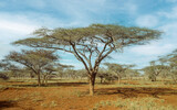 Fototapeta Big Ben - Umbrella thorn trees in uMkhuze Game Reserve