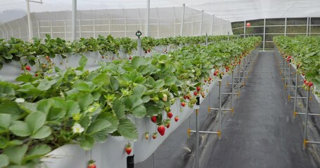 Wall Mural - Fresh raw strawberry field garden