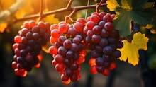 Ripe Red Grapes On Vineyards In Autumn Harvest At Sunset. Tuscany, Italy