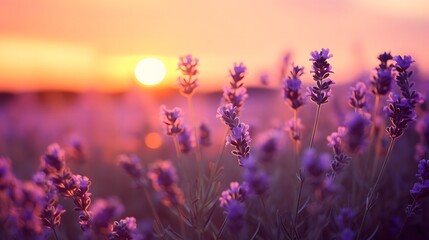 Wall Mural - Sunset over lavender field.