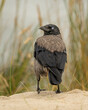 Wrona - ptak siwy