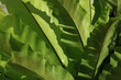 The layer of green fern leaves with sunlight and shading