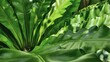 Vivid green fern with sunlight and shading