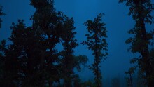 Beautiful View Of Trees, Clouds And Rain During Blue Hour In Evening. Foggy View Of Trees In Forest At Saputara, Gujarat, India. Foggy Trees Abstract Background.