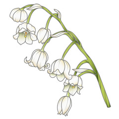 Wall Mural - Cute hand drawn isolated grey outline with color plane of lily of the valley branch (Vol.1)