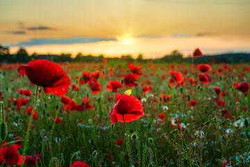 Sticker - Red poppy field at sunset 