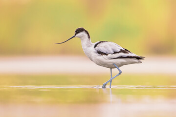 Poster - Pied avocet foraging in shallow water