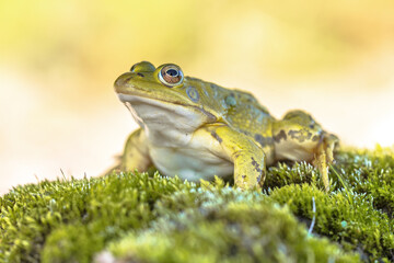 Poster - Pool frog with bright blurred background