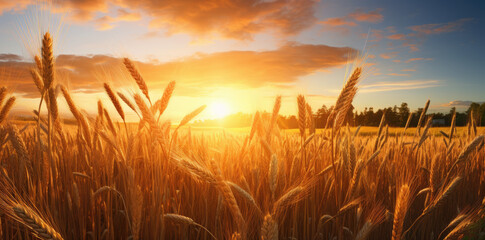 Wall Mural - Close-up of wheat ears against a wheat field at sunset - AI Generated