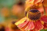 Fototapeta  - Kwiat ogrodowy makro dzielżan. Pomarańczowe płatki i główka jak pralinka 