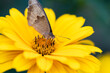 Motylek zbierający nektar na łące