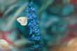 Biały motyl na kolorowym niebiesko-zielonym tle