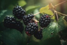 Ripe And Unripe Blackberries On A Shrub In The Garden. Food. Generative AI