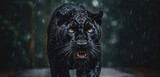 Black panther in the rain. 
