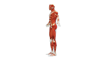 Wall Mural - Anatomy of the Human Muscle System