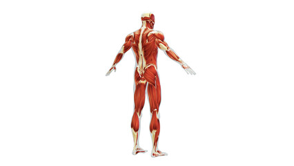 Wall Mural - Anatomy of the Human Muscle System