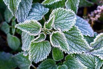 Wall Mural - Green nettle leaves covered with white frost in the garden