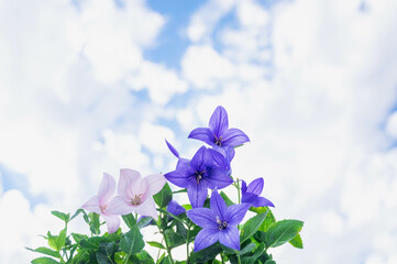 Poster - 夏の空と桔梗の花