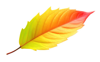 Wall Mural - Colourful green, yellow and red autumn leaf cut out