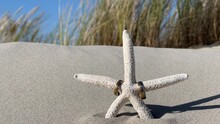 Summer Wedding At The Beach With Starfish And Rings