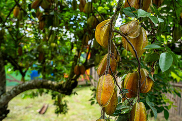 Close up view of a organic  Star fruit -carambola tree full with Fruit