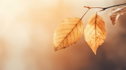 Wall Mural - Colorful autumn leaves with copy space. Fall colors with blurred background. Minimalist composition