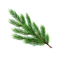 Spruce branch green fir isolated