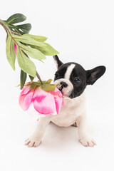 Wall Mural - Cute Frenchie Puppy smelling a pink flower