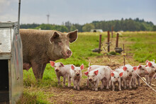 Eco Pig Farm In The Field In Denmark