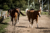 Fototapeta Konie - beautiful horses in a stud farm