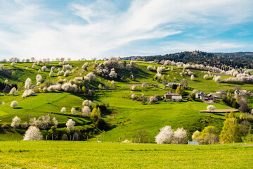 spring slovakia landscape. nature fields with blooming cherries. unique ecological land management. 