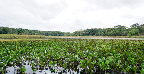 Water hyacinths and aquatic vegetation on Roncador river - Pantanal Marimbus, Chapada Diamantina - Lençois, Bahia, Brazil