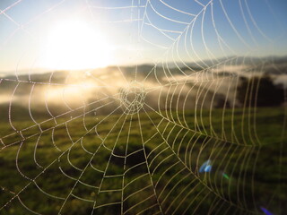 spider web with dew
