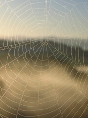 spider web with dew drops