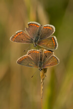 Two Brown Argus Butterflies In Courtship