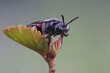 eine rotschwarze wildbiene  auf einer pflanze, blutbiene, sphecodes albilabris