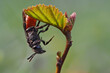 eine rotschwarze wildbiene  auf einer pflanze, blutbiene, sphecodes albilabris