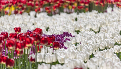 Canvas Print - white, red and violet tulips large group