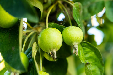 Sticker - Unripe apple fruit. apple harvest